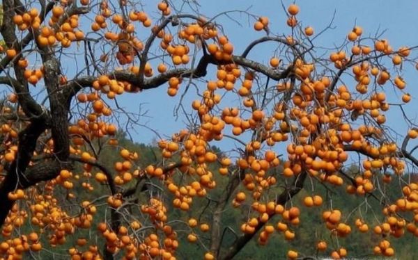 什么样的人不能吃柿子