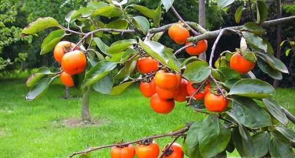 什么样的人不能吃柿子