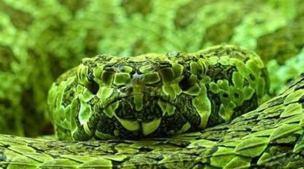 中国最大的蛇有多大?世界上最大的蛇有55米,是真的吗?