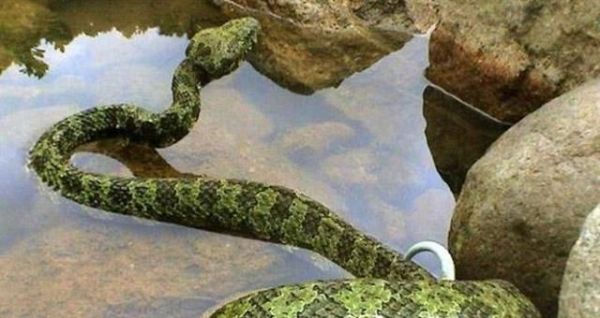 中国最大的蛇有多大?世界上最大的蛇有55米,是真的吗?