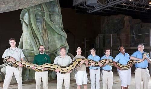 中国最大的蛇有多大?世界上最大的蛇有55米,是真的吗?