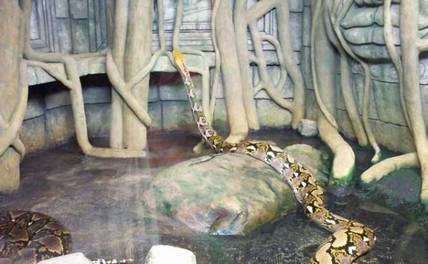 中国最大的蛇有多大?世界上最大的蛇有55米,是真的吗?