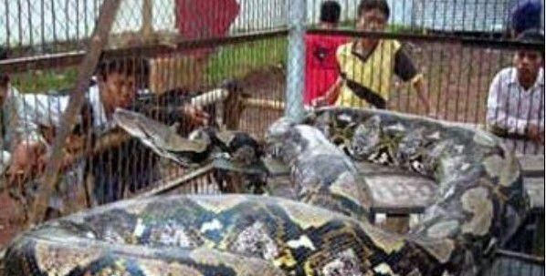 中国最大的蛇有多大?世界上最大的蛇有55米,是真的吗?