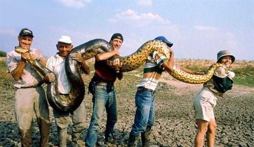 中国最大的蛇有多大?世界上最大的蛇有55米,是真的吗?