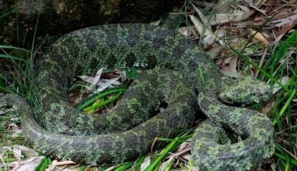 中国最大的蛇有多大?世界上最大的蛇有55米,是真的吗?