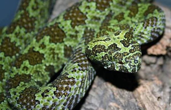 中国最大的蛇有多大?世界上最大的蛇有55米,是真的吗?