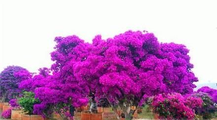 三角梅在北方怎样过冬