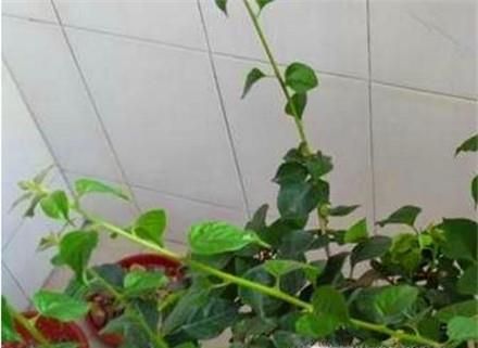 三角梅在北方怎样过冬