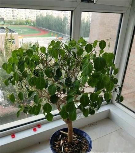 三角梅在北方怎样过冬