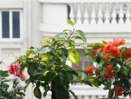 三角梅在北方怎样过冬