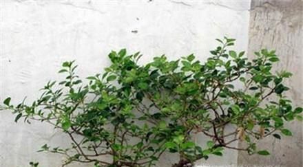 三角梅在北方怎样过冬