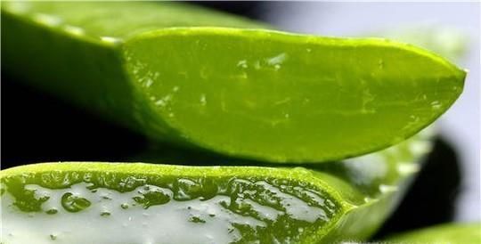 6个新鲜芦荟的正确用法推荐