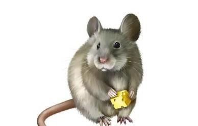 宿舍如何防止老鼠爬床