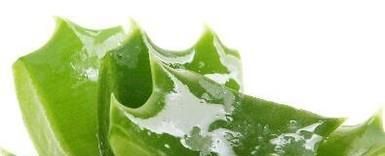 芦荟的种类有哪些？