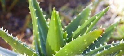 芦荟的种类有哪些？