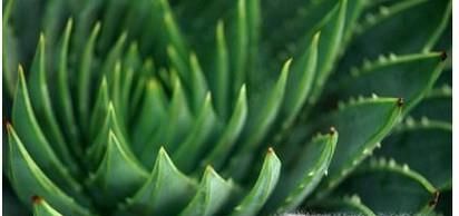 芦荟的种类有哪些？