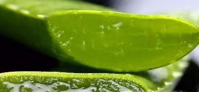 芦荟的种类有哪些？
