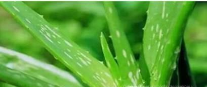 芦荟的种类有哪些？