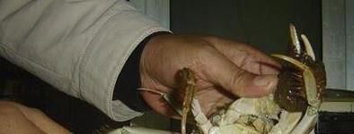 怎样清洗大闸蟹才干净？