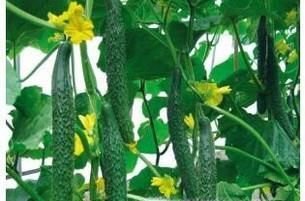 秋季当季水果和蔬菜有哪些