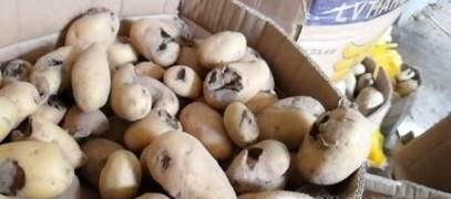 如何防止土豆发芽