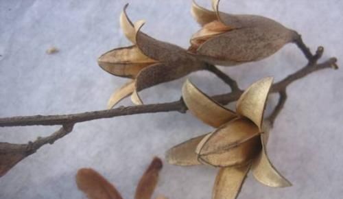 请问香椿树上结的果实有什么功效和作用呢?