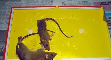 怎样抓家里的老鼠