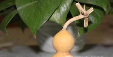 葫芦怎么保存处理