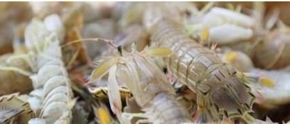 活皮皮虾怎么保存过夜