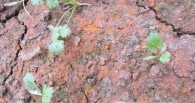 土壤板结怎么办