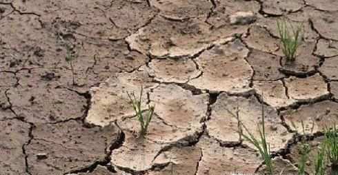 土壤板结怎么办