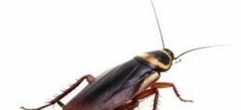 如何除蟑螂?