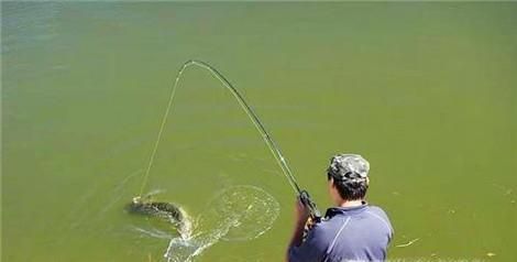 钓鱼的技巧（怎么钓鱼）