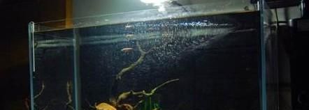 淡水虾虎鱼怎么养