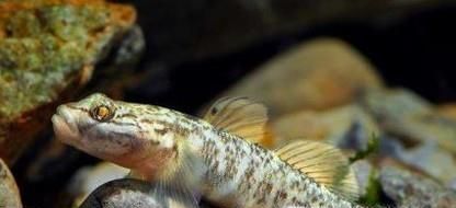 淡水虾虎鱼怎么养