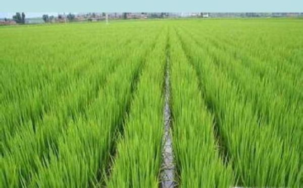 雪在我们的生活中有哪些作用