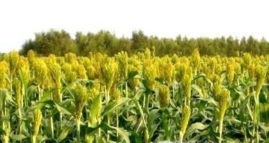 雪在我们的生活中有哪些作用