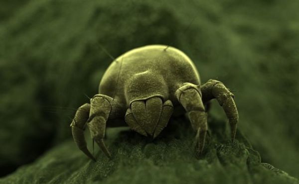 身上螨虫多了，身体会出现哪些信号？