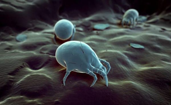 身上螨虫多了，身体会出现哪些信号？