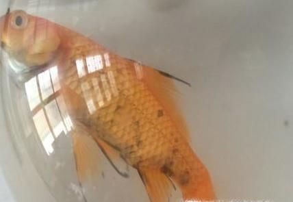 金鱼身上发黑怎么办