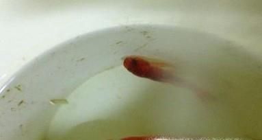 金鱼身上发黑怎么办