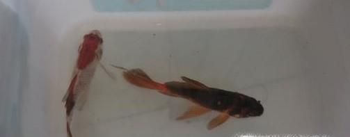 金鱼身上发黑怎么办