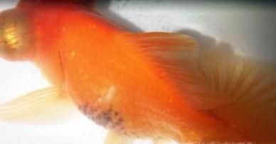 金鱼身上发黑怎么办