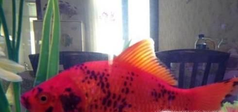 金鱼身上发黑怎么办