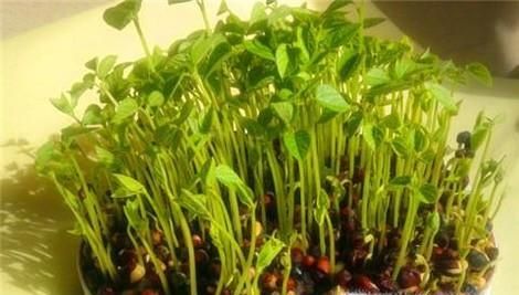 居家绿植红豆发芽的步骤