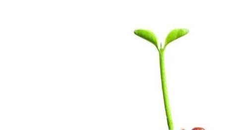 居家绿植红豆发芽的步骤