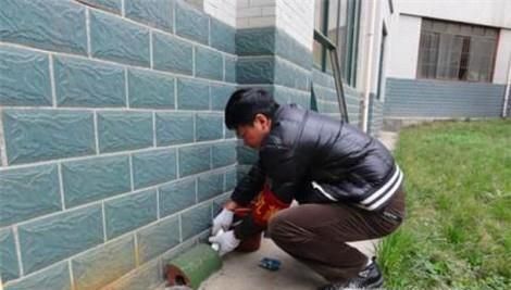 怎么一次性消灭家里的老鼠
