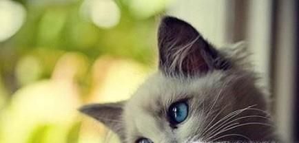 猫咪咳嗽怎么办？猫咪咳嗽的解决办法