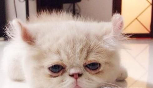 猫咪咳嗽怎么办？猫咪咳嗽的解决办法