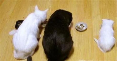 猫咪咳嗽怎么办？猫咪咳嗽的解决办法